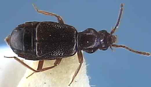 Lesteva punctata